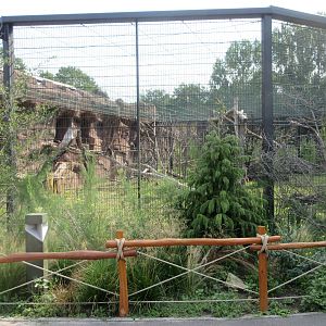 Monkey House - Diana Monkey Exhibit