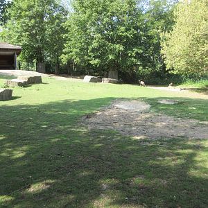 Mountain Landscape - Chinese Goral Exhibit