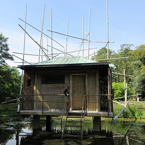White-handed Gibbon House