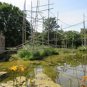 White-handed Gibbon Exhibit