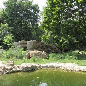 Spotted Hyena Exhibit