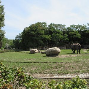 Pachyderm House - Greater One-Horned Rhino Exhibit