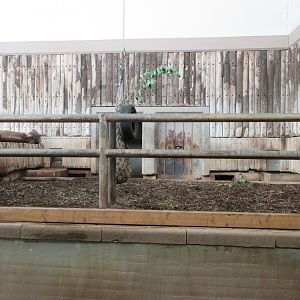 Pachyderm House - Greater One-Horned Rhino Indoor Exhibit