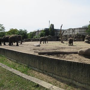 Pachyderm House - Asian Elephant Exhibit