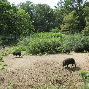 Chacoan Peccary Exhibit