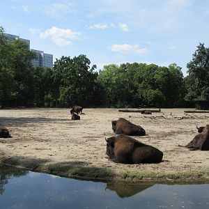 Wood Bison Exhibit