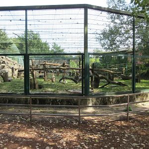 Red-naped Mangabey Exhibit