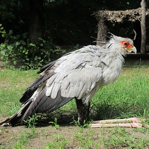 Secretary Bird