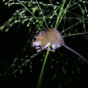 Asiatic long-tailed climbing mouse