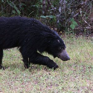 Sloth bear