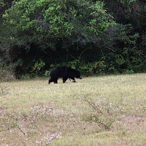 Sloth bear and red-wattled lapwing