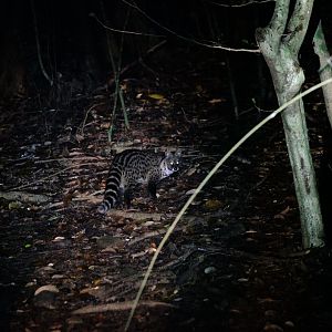 Small Indian civet