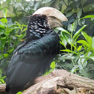 Male silvery-cheeked hornbill (Bycanistes brevis), 2019-05-25