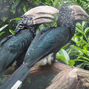 Silvery-cheeked hornbill pair (Bycanistes brevis), 2019-05-25