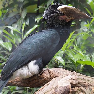 Female silvery-cheeked hornbill (Bycanistes brevis), 2019-05-25