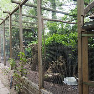 Silvery-cheeked hornbill and vulturine guineafowl aviary, 2019-05-25