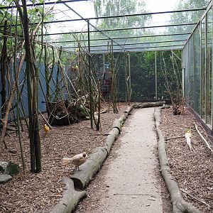 Walk-through aviary with pheasants, parakeets and a turaco, 2019-05-25