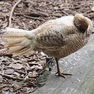 Yellow breeding form golden pheasant hen (Chrysolophus pictus), 2019-05-25