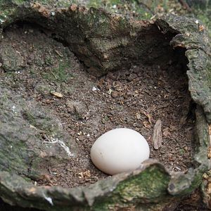 Freshly deposited golden pheasant egg, 2019-05-25