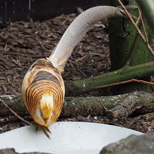 Yellow breeding form golden pheasant rooster (Chrysolophus pictus), 2019-05-25