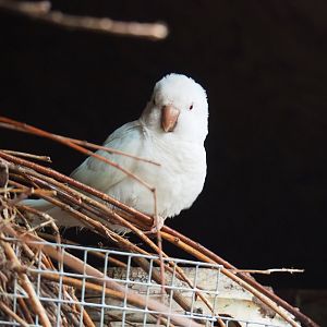 Albino Quaker parrot (Myiopsitta monachus), 2019-05-25