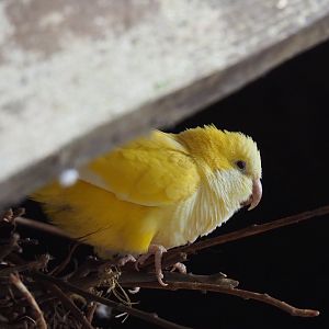 Lutino Quaker parrot (Myiopsitta monachus), 2019-05-25