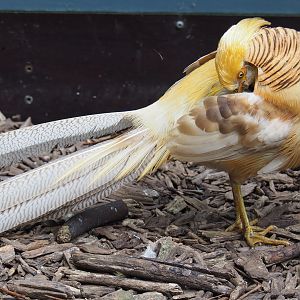Yellow breeding form golden pheasant rooster (Chrysolophus pictus), 2019-05-25