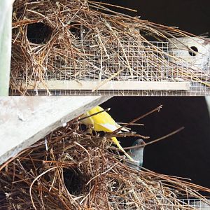 Quaker parrot nests, 2019-05-25