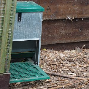 Pheasant treadle feeder, 2019-05-25