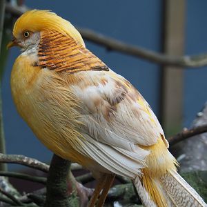 Yellow breeding form golden pheasant rooster (Chrysolophus pictus), 2019-05-25