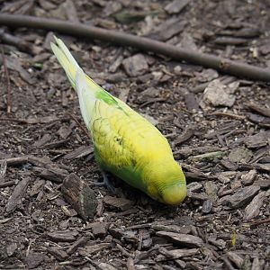 Budgerigar (Melopsittacus undulatus) - Breeding form, 2019-05-25