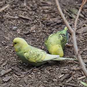 Budgerigar (Melopsittacus undulatus) - Breeding form, 2019-05-25