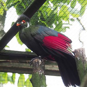White-cheeked turaco (Tauraco leucotis leucotis), 2019-05-25