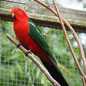 Male Australian king parrot (Alisterus scapularis), 2019-05-25