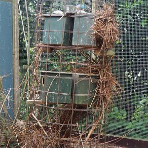 Parrot nesting structure, 2019-05-25