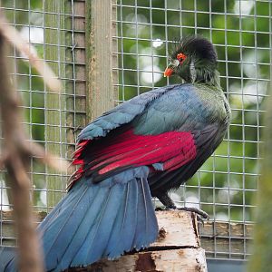 White-cheeked turaco (Tauraco leucotis leucotis), 2019-05-25