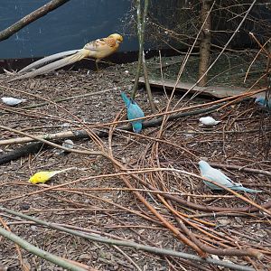 Yellow golden pheasant rooster and parakeets, 2019-05-25