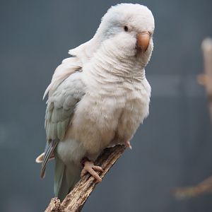 Pallid blue Quaker parrot (Myiopsitta monachus), 2019-05-25