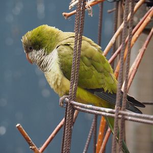 Quaker parrot (Myiopsitta monachus), 2019-05-25
