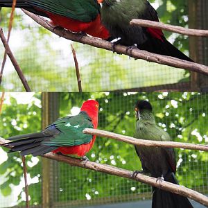 Male Australian king parrot (Alisterus scapularis) and White-cheeked turaco (Tauraco leucotis leucotis), 2019-05-25