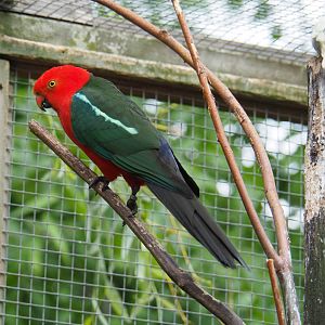 Male Australian king parrot (Alisterus scapularis), 2019-05-25