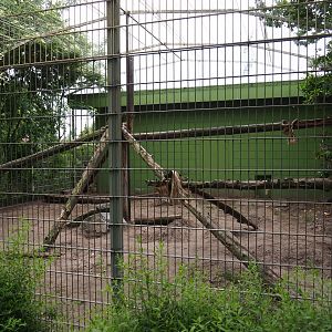 First Sri Lankan leopard exhibit, 2019-05-25