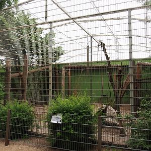 First Sri Lankan leopard exhibit, 2019-05-25