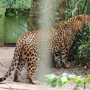 Sri Lankan leopard (Panthera pardus kotiya), 2019-05-25
