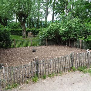 Domestic dwarf rabbit and domestic guinea pig outdoor pen, 2019-05-25