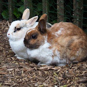 Domestic dwarf rabbits (Oryctolagus cuniculus), 2019-05-25