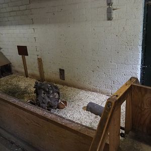 Domestic dwarf rabbit and domestic guinea pig indoor pen, 2019-05-25
