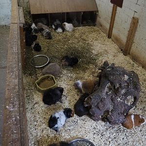 Domestic dwarf rabbit and domestic guinea pig indoor pen, 2019-05-25