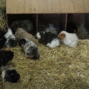Domestic guinea pigs (Cavia porcellus), 2019-05-25