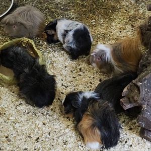Domestic guinea pigs (Cavia porcellus), 2019-05-25